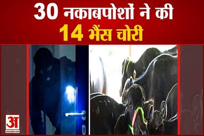 30 Masked Thieves Stole 14 Buffaloes From Dairy In Kaithal
