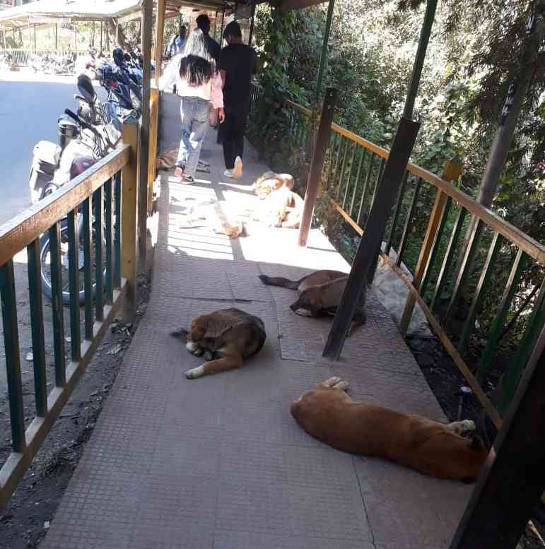 Mad dogs bite four persons along with a ESI doctor in Sector-6 Parvanoo
