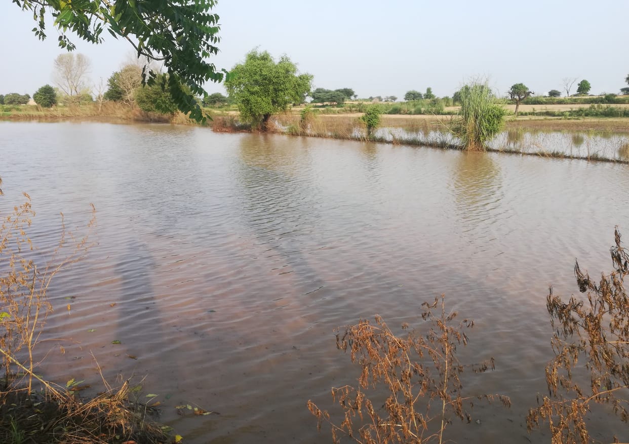 crop damage due to rain