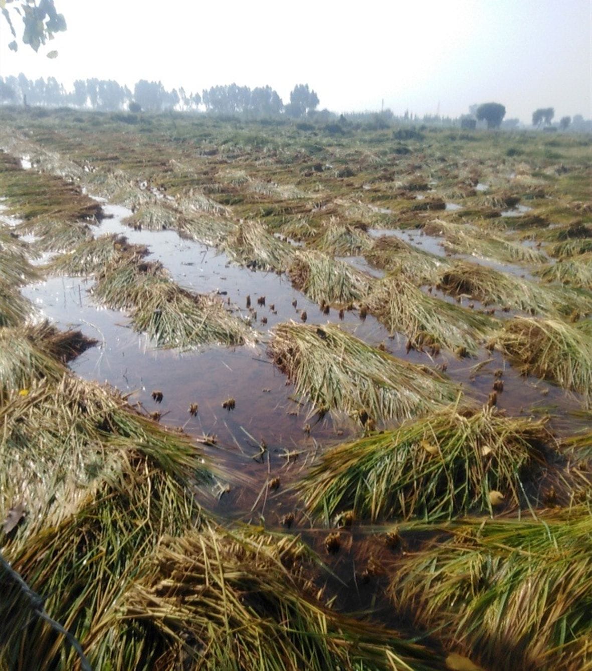 Paddy crop is spread in the fields due to rain and wind
