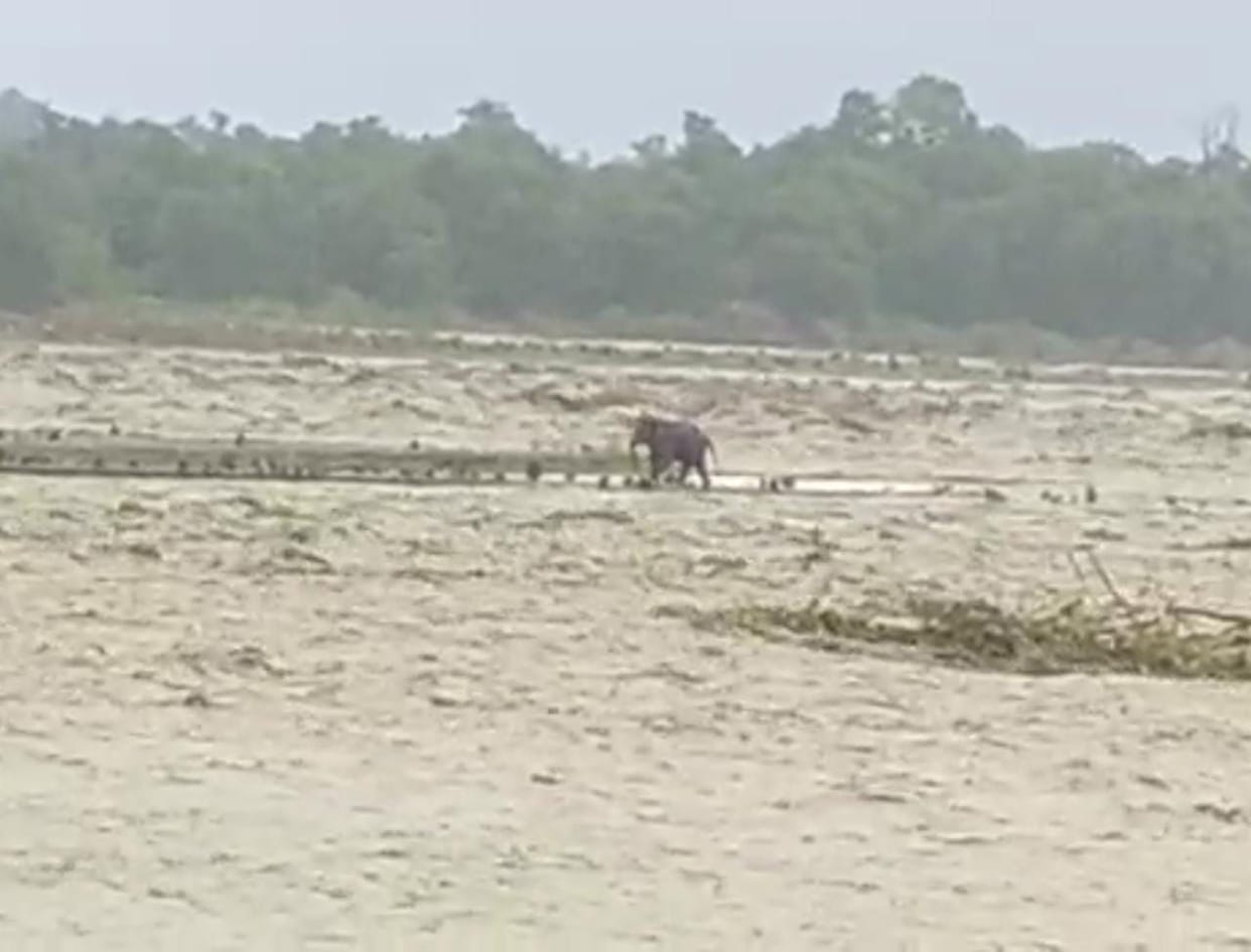Elephant trapped in river due to strong current, came out safe after six hours