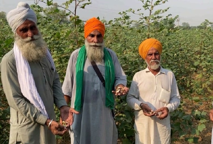 Farmer demands CM Charanjit Channi to Compensate Paddy Crop Destroyed by Pink Worm