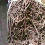 अमृतसर के अजनाला में मिले सैनिकों के अवशेष।