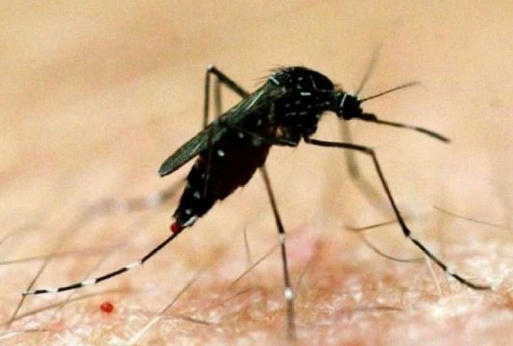 प्रदेश में अब डेंगू के सक्रिय मामलों की संख्या 344 हो गई