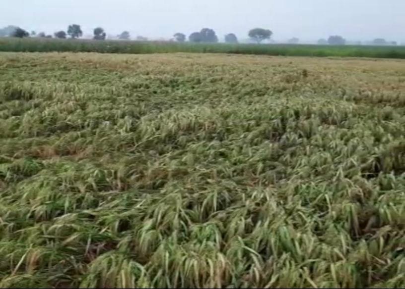 Paddy-millet crop was laid due to rain, sowing of mustard affected