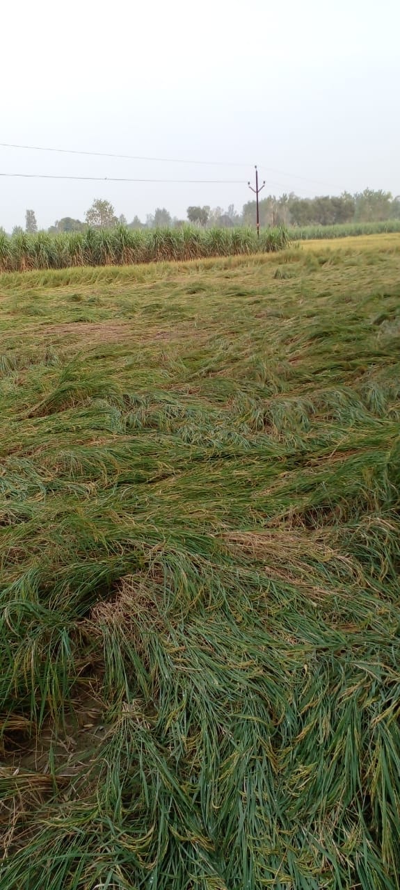 Water filled in ready paddy crop, heavy loss