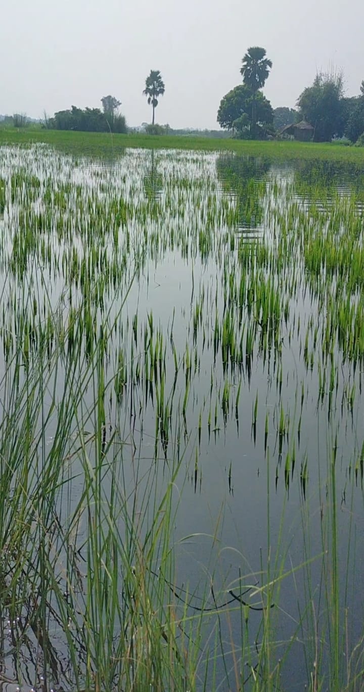 80 percent crop destroyed due to rain, farmers worried