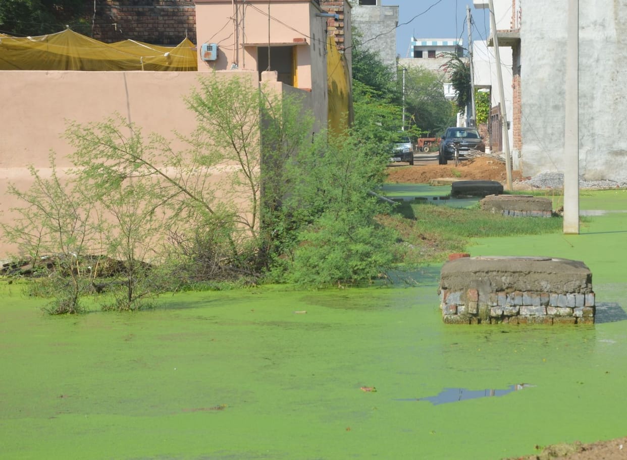 Larva growing in 50% of the water filled in 289 plots of the city
