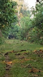 Nepalese elephant reached silk fanta from Sahjaniya forest