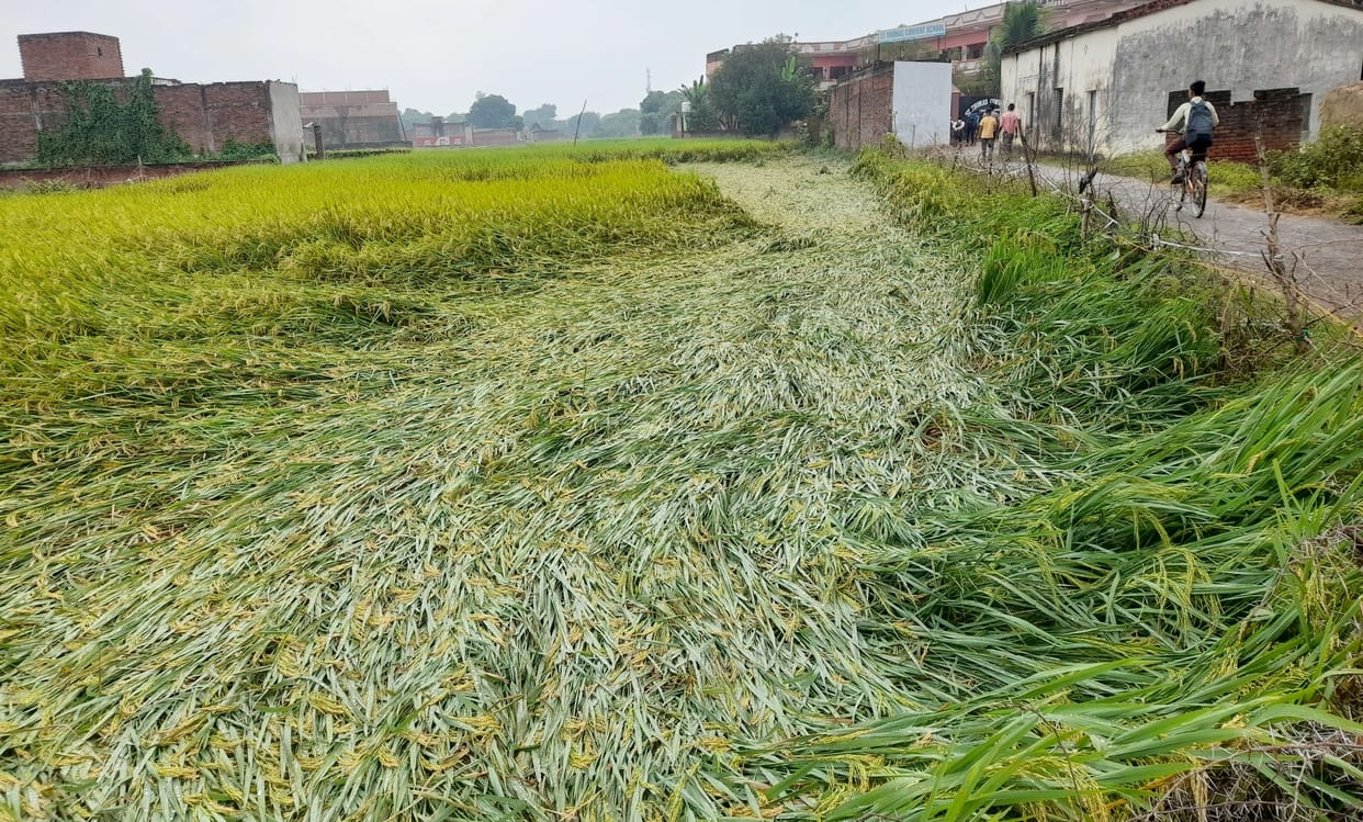 Crops lost due to rain, hope of farmers broken