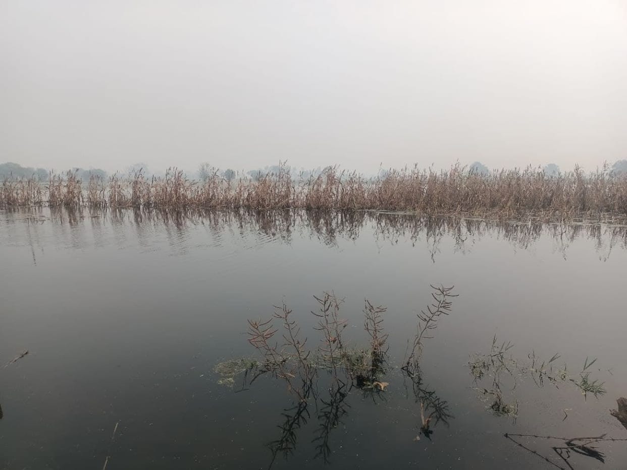 Wheat will not be sown in seven thousand acres due to waterlogging