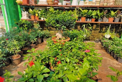 Medicinal and ornamental plants will welcome passengers at 39 stations