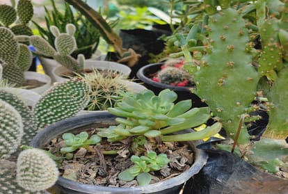 After recovering from the Corona crisis, people are planting plants of mythological importance in their homes, so that the disaster remains away