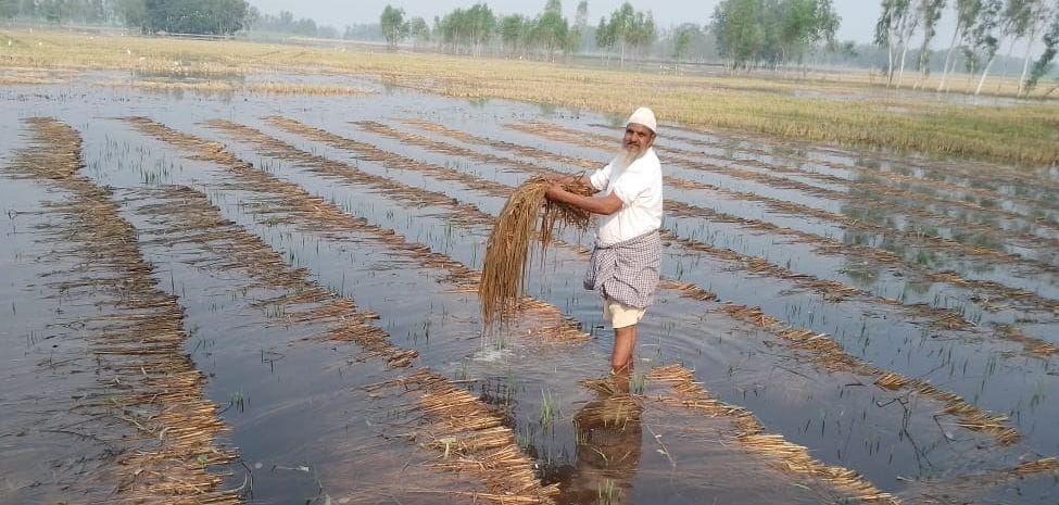 Only 20 percent of paddy has been cut, sugarcane is also damaged