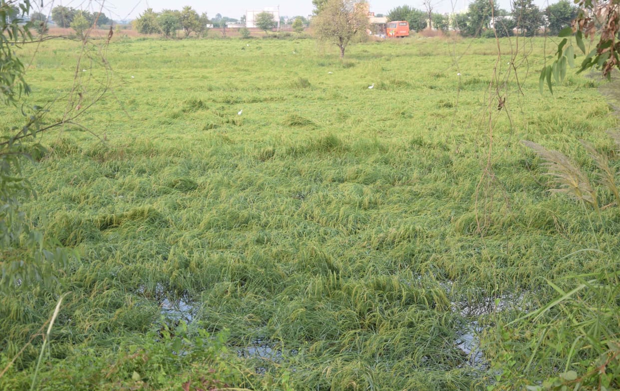 Paddy laid by rain, will end with hopper