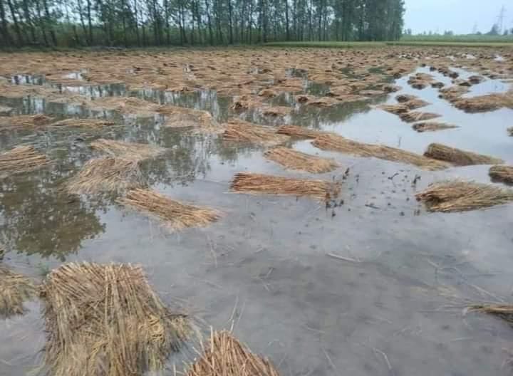 Rain wreaked havoc with winds, paddy crop destroyed