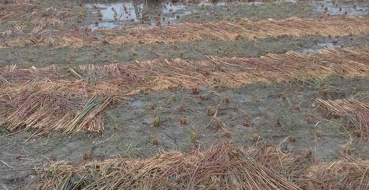 Paddy Procurement: Crop may be affected due to rain