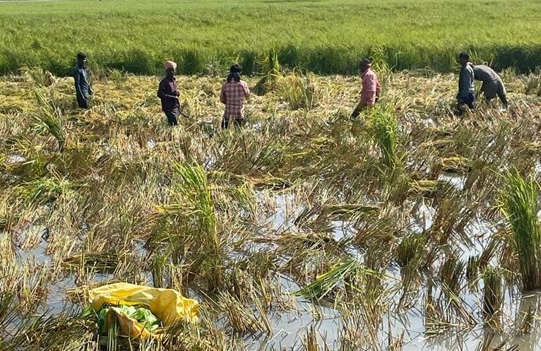 Waterlogging in crops in Gohana, Sonipat, Kharkhoda and Ganaur areas