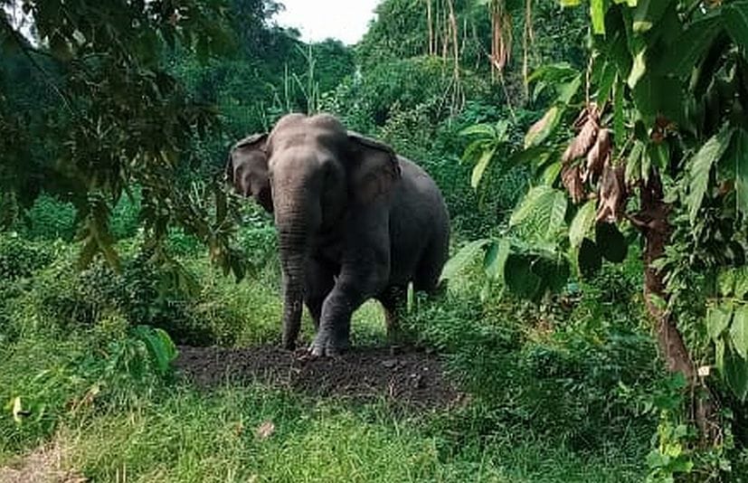 Elephant walking on the road and damaging sugarcane