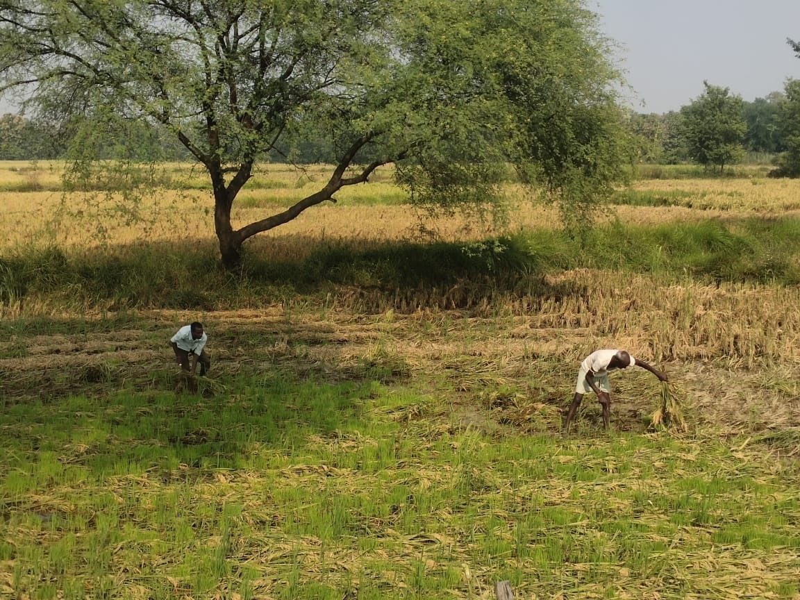 agricultur