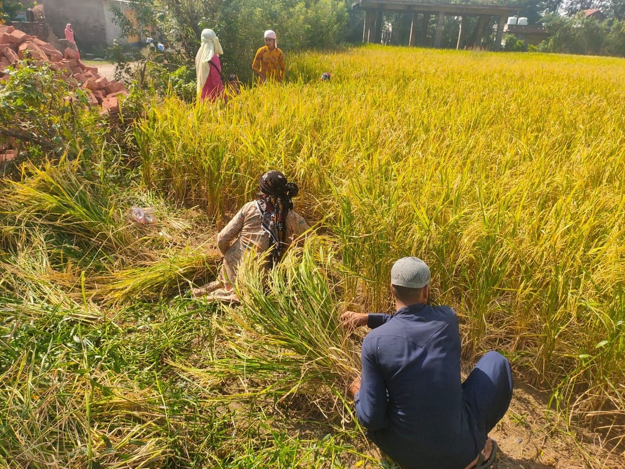 Farmers engaged in covering the paddy crop
