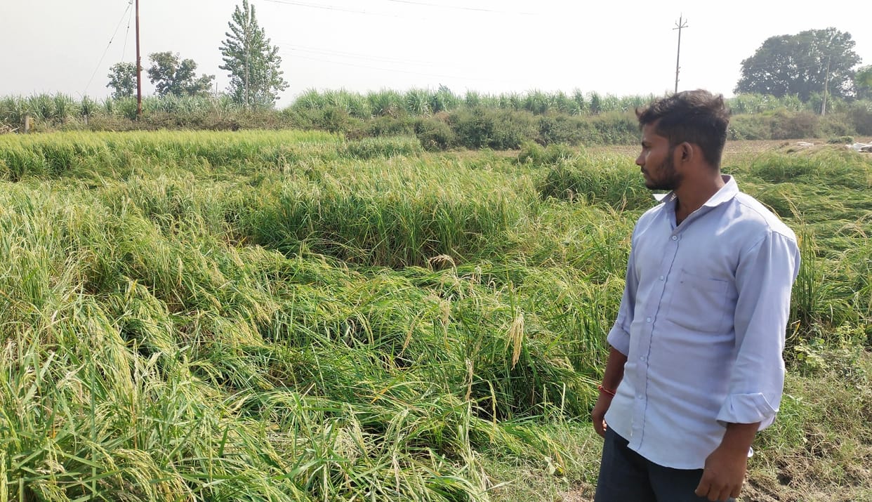 Disaster on farmers, there will be no relief from the government