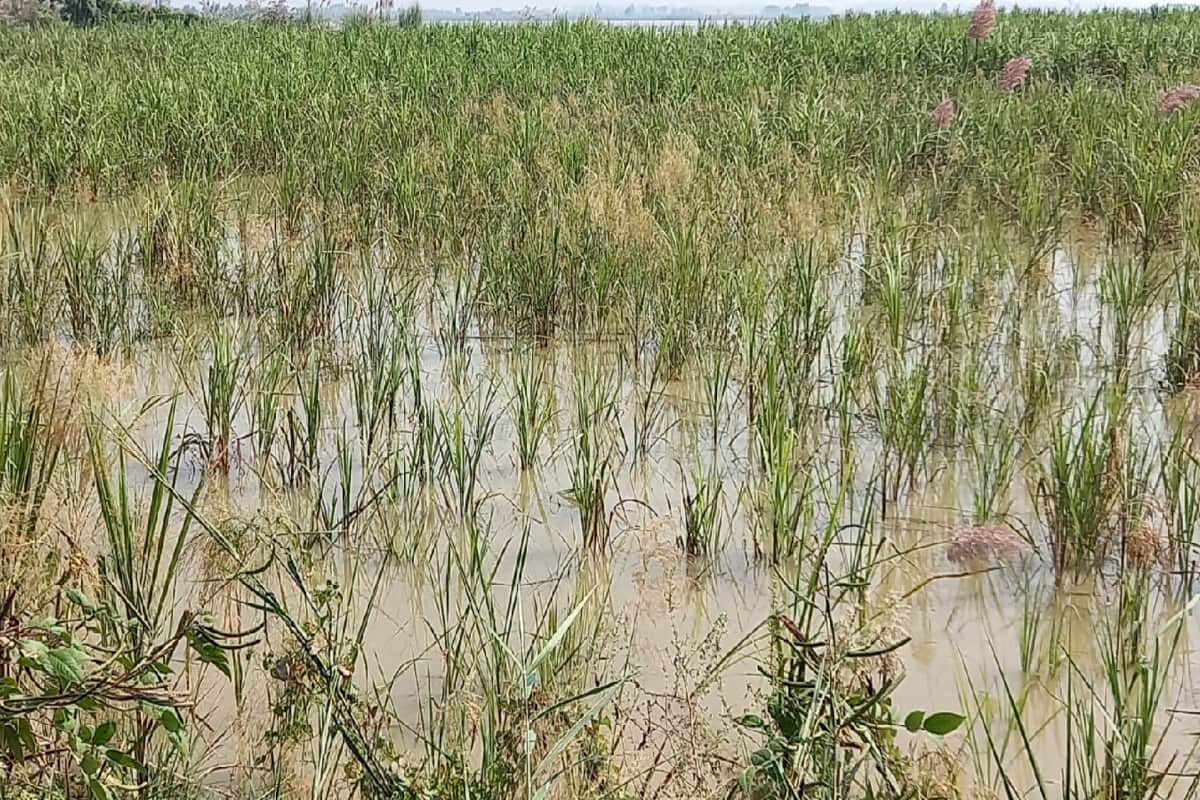 Crops have been ruined by rain and floods in western UP villages and see photos