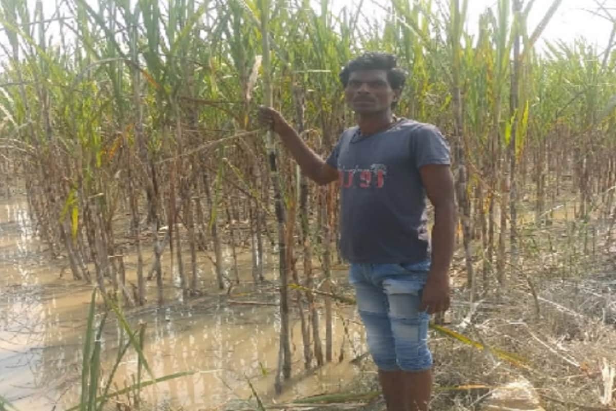 Crops have been ruined by rain and floods in western UP villages and see photos
