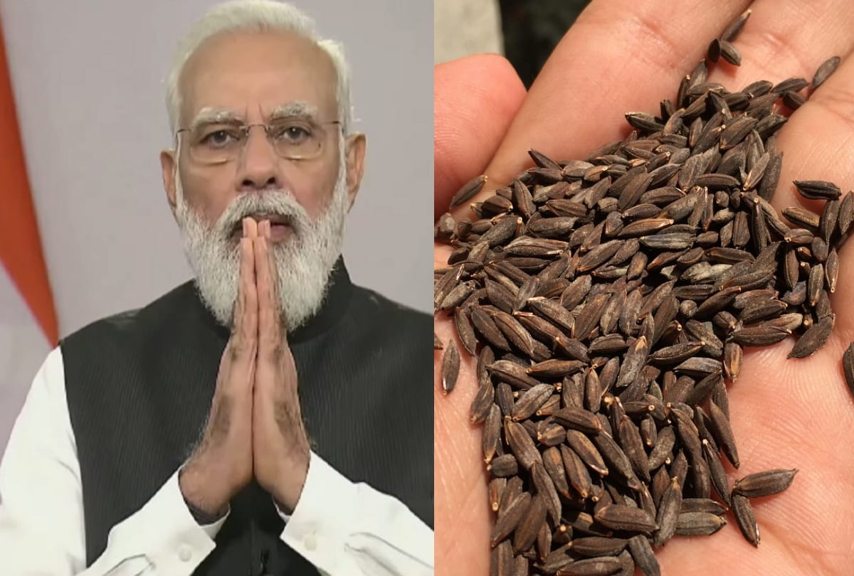 Chances of getting gift of Kala namak Rice Research Institute in Siddharthnagar