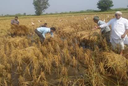Rain Ruined Crop Of Famrmer Agra News In Hindi