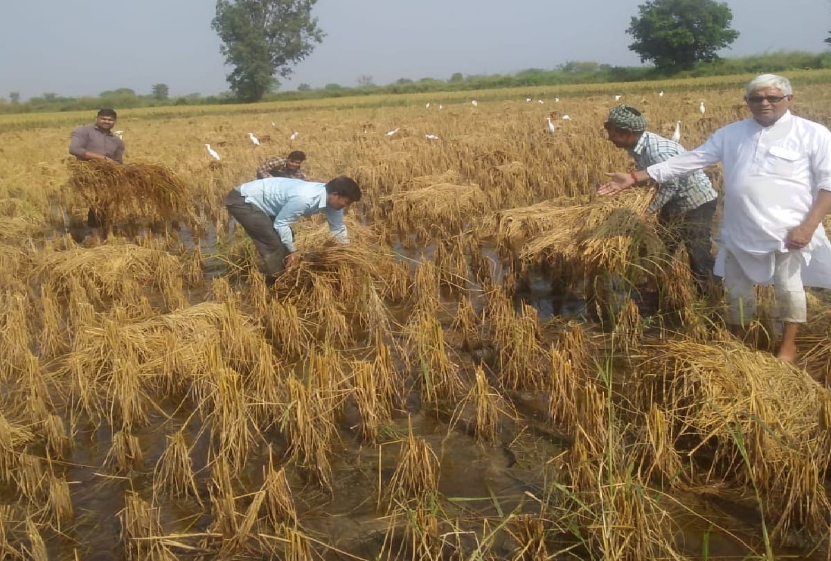 Rain Ruined Crop Of Famrmer Agra News In Hindi