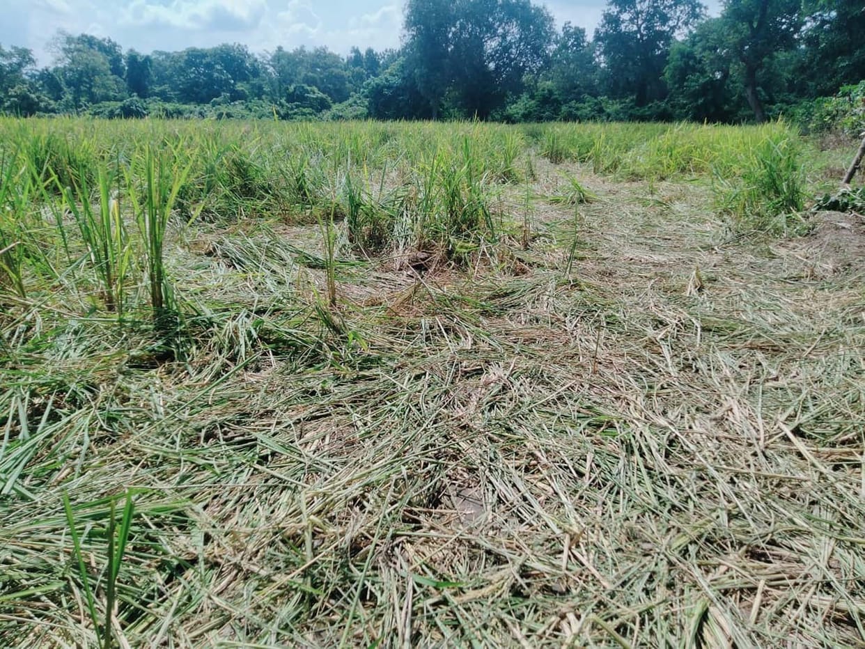 jangal
