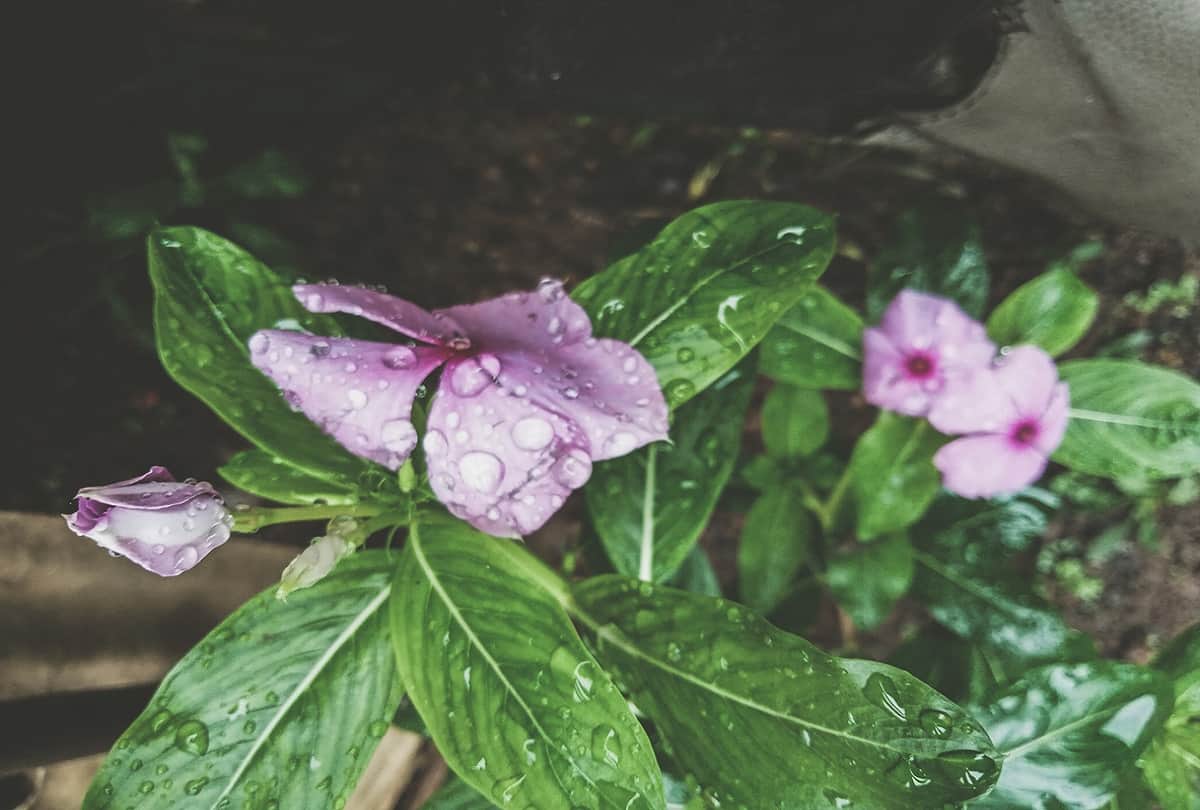 do you know why are rain drops round shaped know the secrate behind it