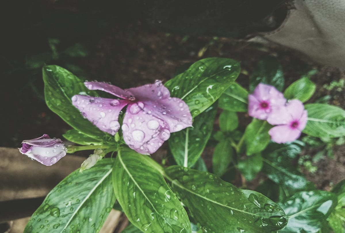 do you know why are rain drops round shaped know the secrate behind it