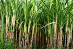 In the allocation of sugarcane, the scissors were run in the quota of Bajaj's mills