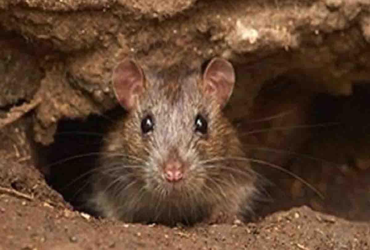 Rats damaged the ramp of the cantonment bridge