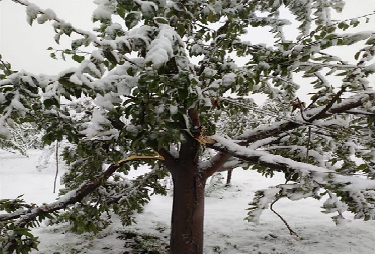 Weather took a turn: In Jammu and Kashmir, there was rain and hailstorm and snowfall at some places, see photos