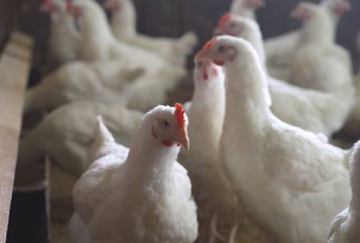 China Reports First Bird Flu Case In Human Four Year kid infected News in Hindi