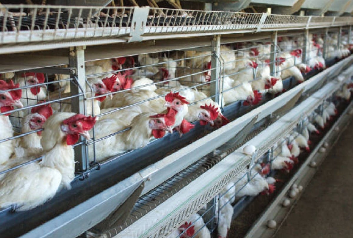 New trouble: H5 bird flu knocked in Europe, infection increased in Britain-Poland