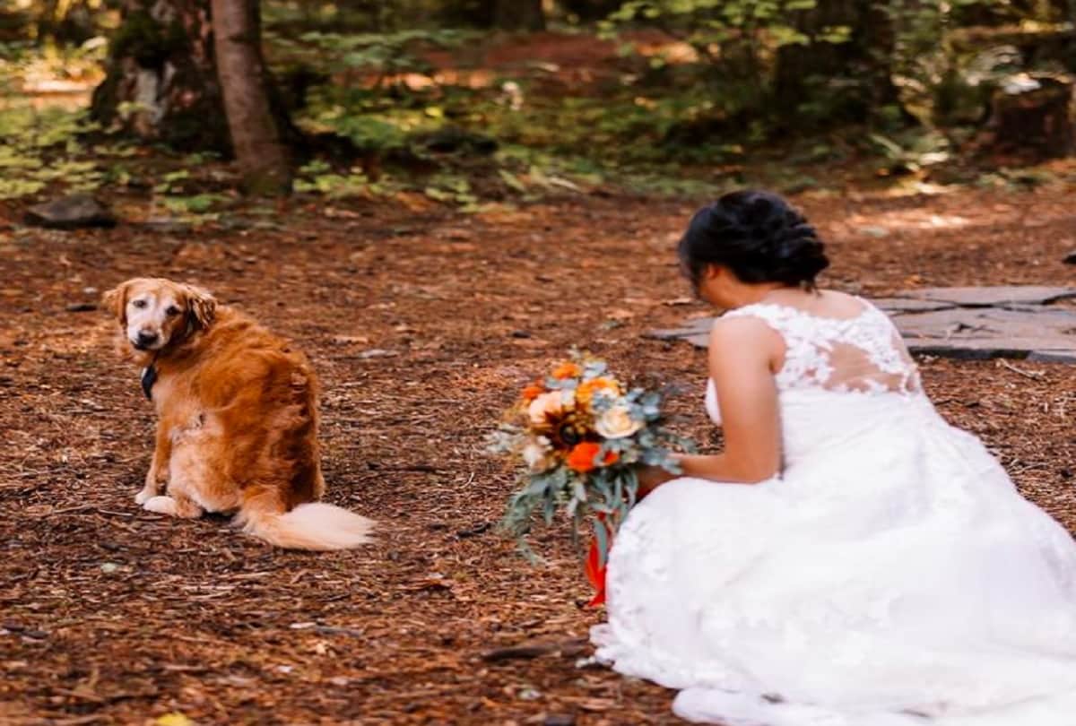 bride first look wedding photos with her dog photos goes viral on social media