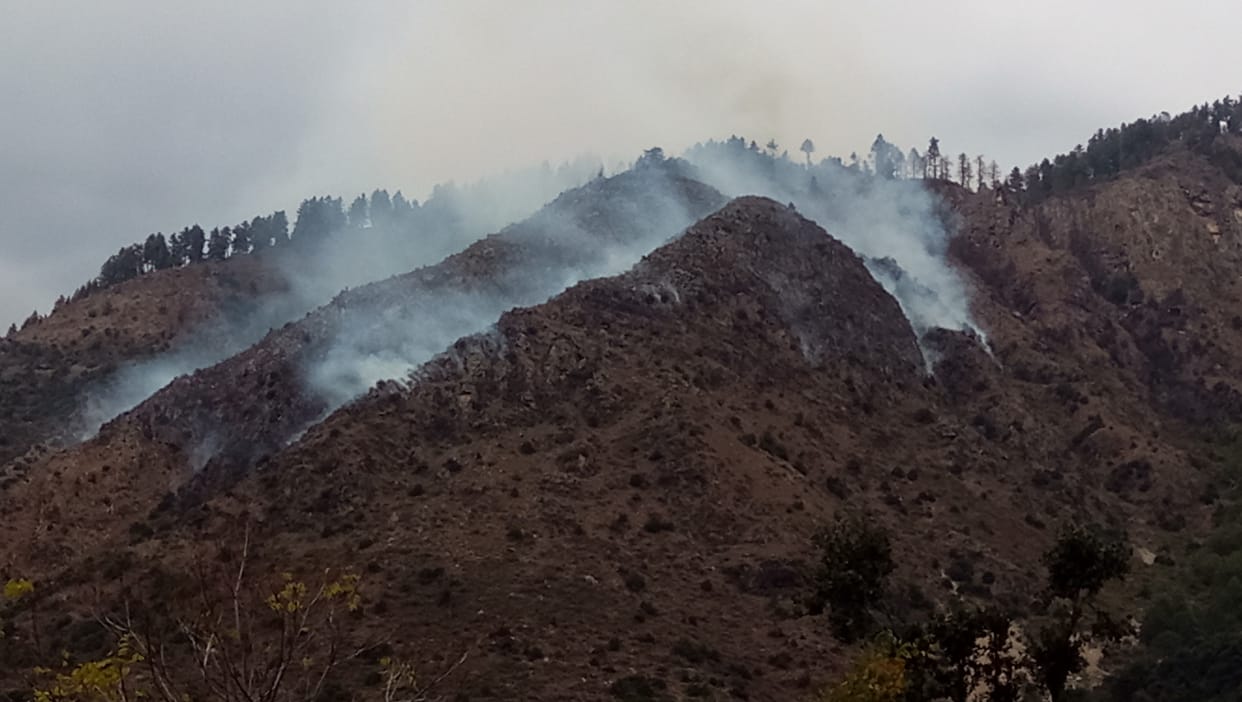 Fire in forest