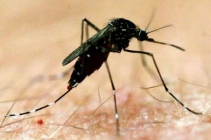 Dengue Attack: देहरादून का रायपुर क्षेत्र बना डेंगू का हॉट स्पॉट, 500 से ज्यादा मरीज मिले, कोटद्वार में दो मौत Dengue hotspot in Raipur area of Dehradun Uttarakhand news in hindi