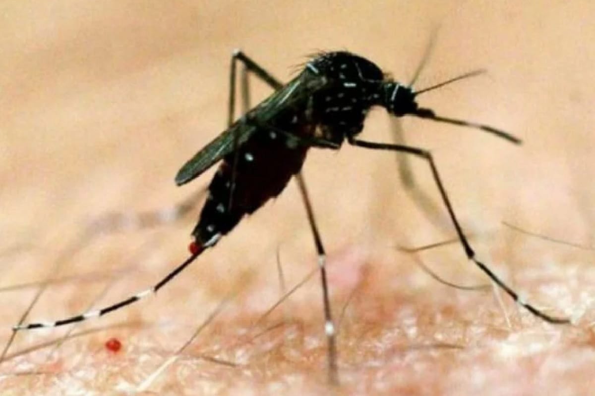 UP News: Nodal officers took charge for dengue control, senior officers sent to every district