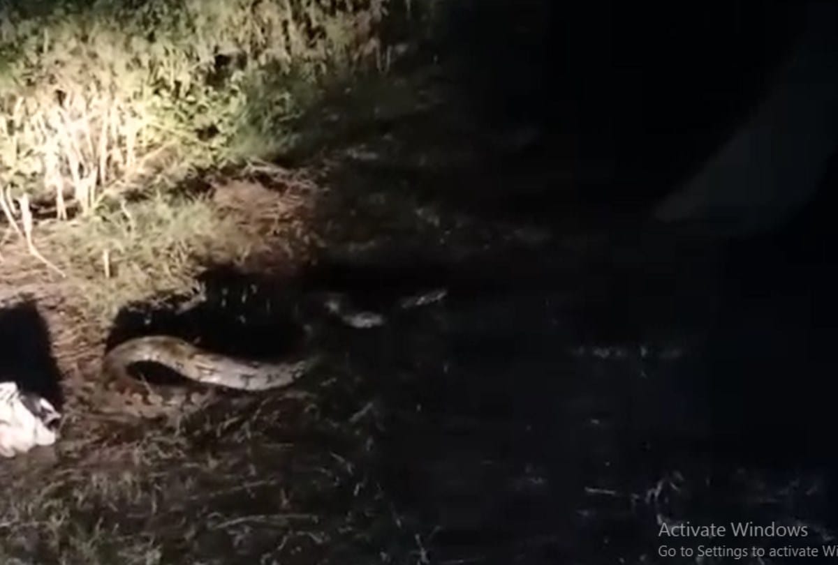 Python rescued by forest department in jwalamukhi kangra himachal pradesh