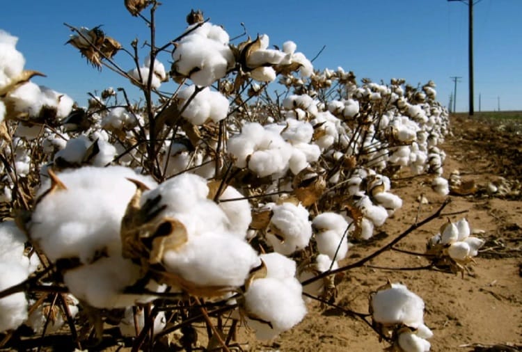 Punjab CM Charanjit Channi Assured Compensation for Damaged Cotton Crop to Farmers