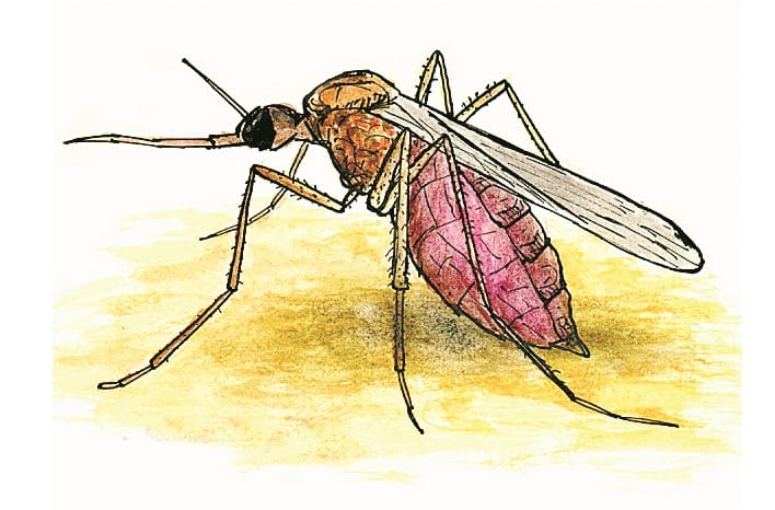 Dengue: 15 new patients found in the investigation of 142 samples