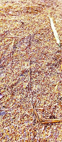 Demand from FCI to relax the standards of paddy