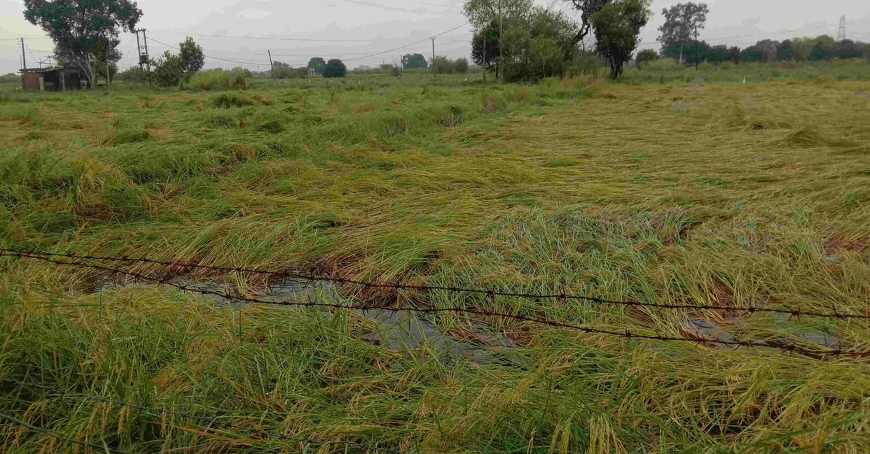 rain and snofall in sonipat