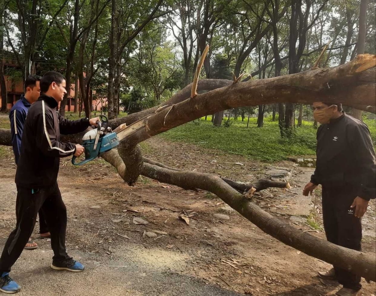 Tree Falls In Degress College Campus