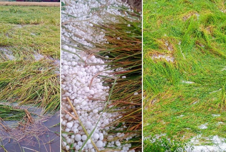 Heavy damage to crops due to rain and hailstorm in Dera Baba Nanak of Punjab